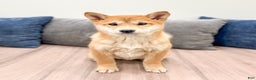 Shiba Inu dogs for sale: Marcie - Ad 1
