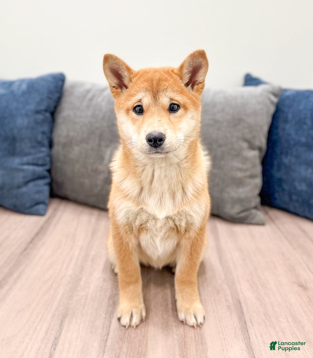 Shiba Inu dogs for sale: Marcie - Ad 1