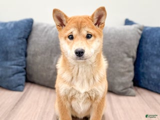 Shiba Inu dogs Marcie - Ad 21