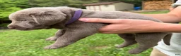Labrador Retriever dogs for sale: Berry - Ad 2