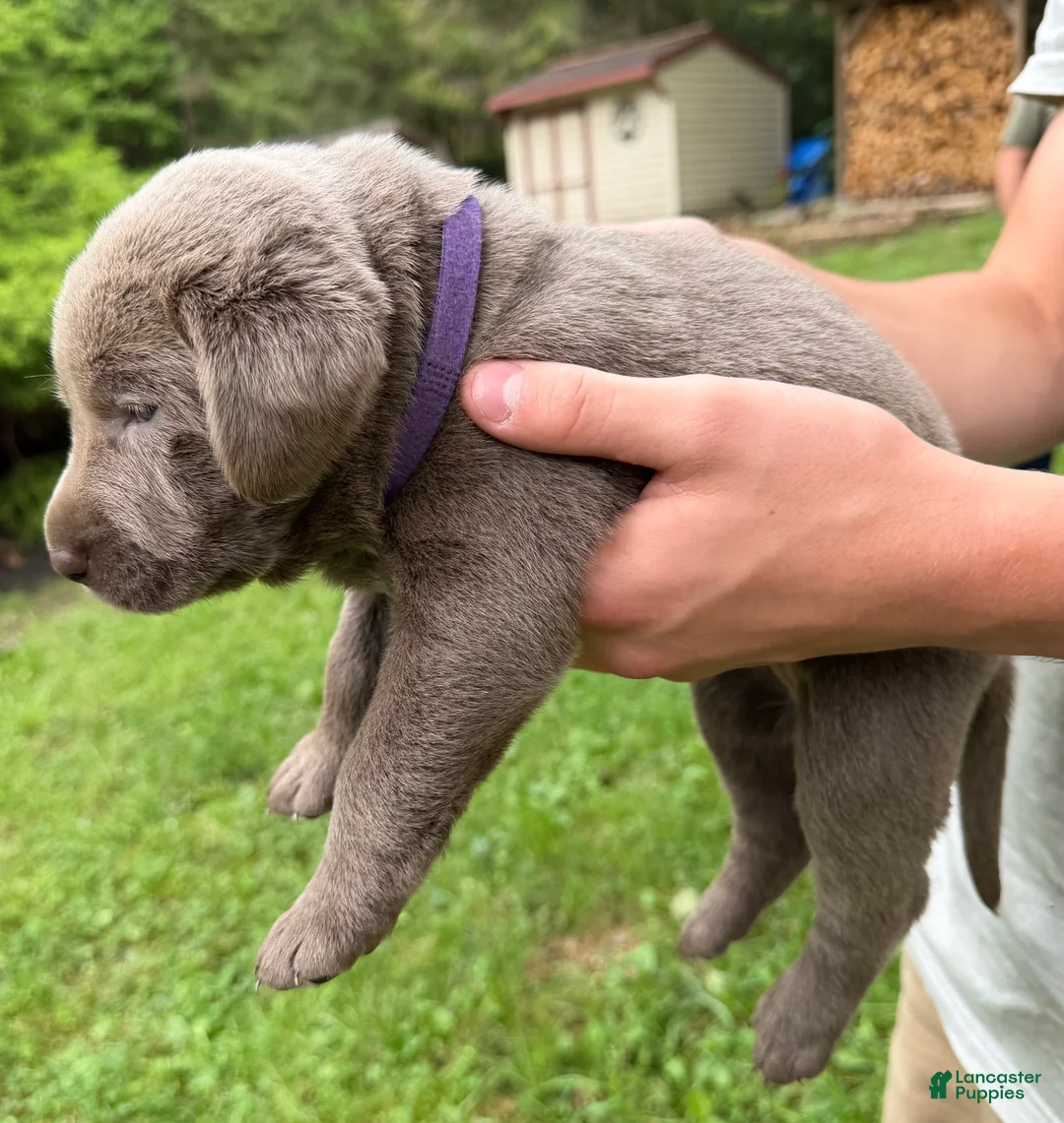 Labrador Retriever dogs for sale: Berry - Ad 2