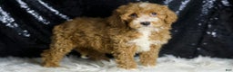 Mini Goldendoodle dogs for sale: Amber - Ad 5