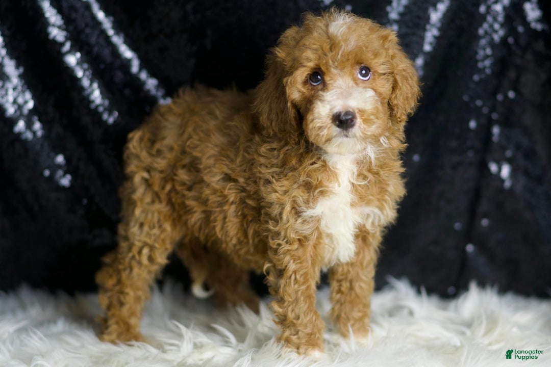 Mini Goldendoodle dogs for sale: Amber - Ad 5