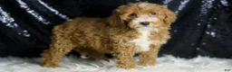 Mini Goldendoodle dogs for sale: Amber - Ad 4