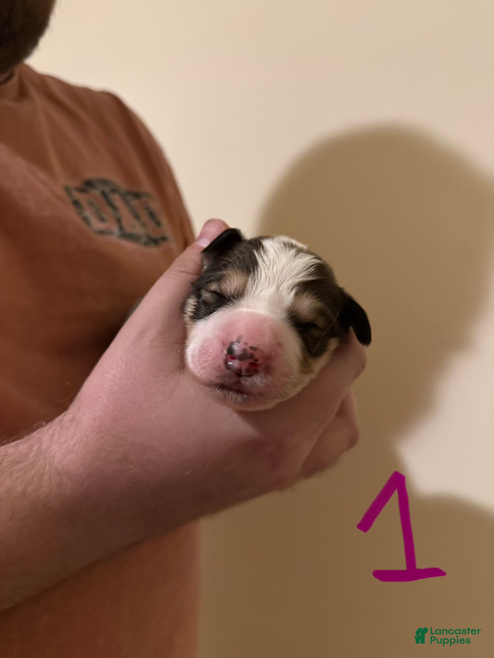 Mixed Breed dogs Great Bernese Female 1 - Ad 15