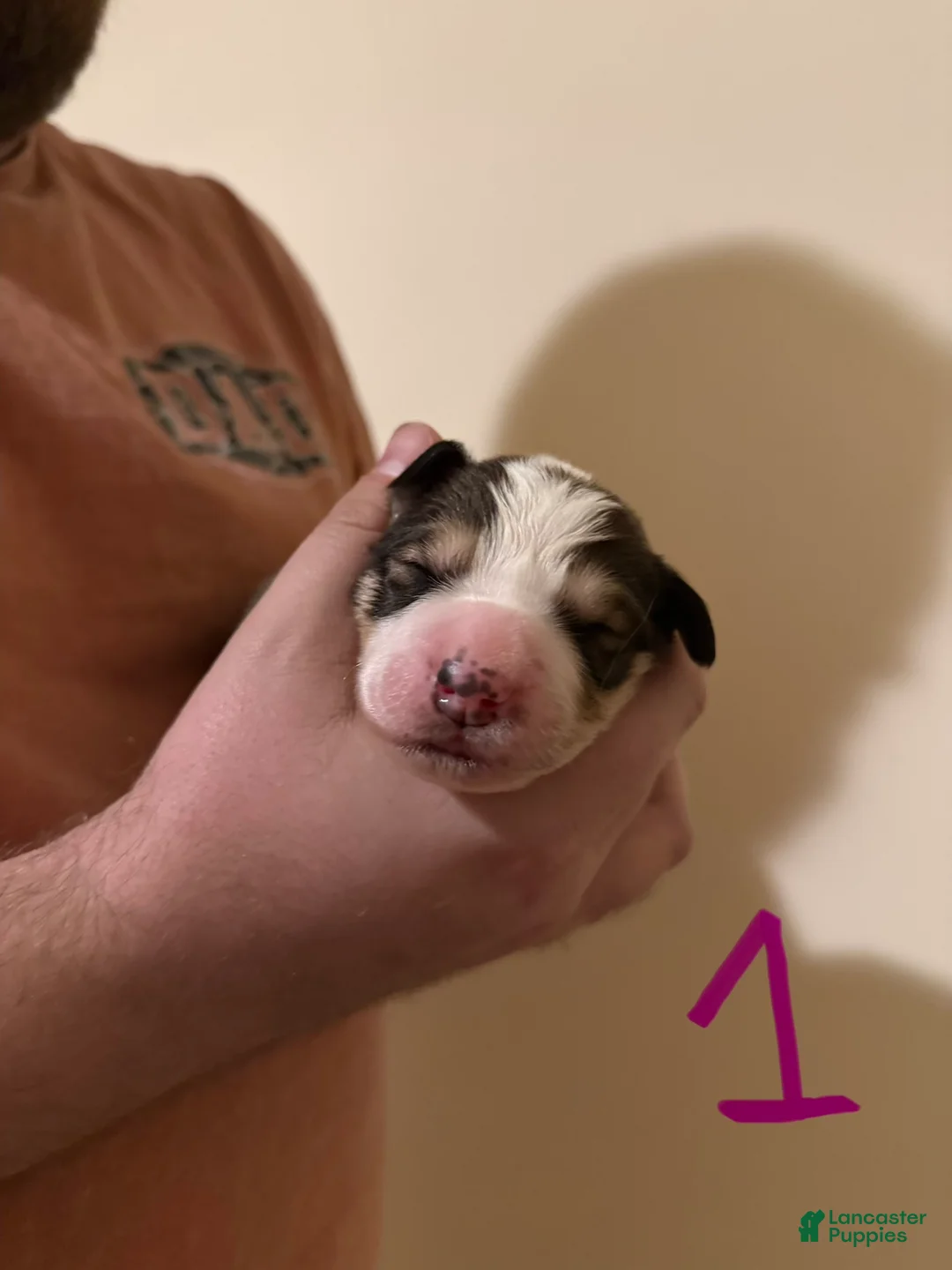 Mixed Breed dogs for sale: Great Bernese Female 1 - Ad 1