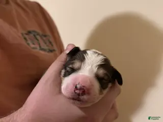 Mixed Breed dogs Great Bernese Female 1 - Ad 15