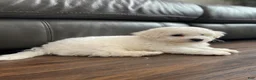 Bichon Frise dogs for sale: Bichon Frise Puppy 2 - Ad 7
