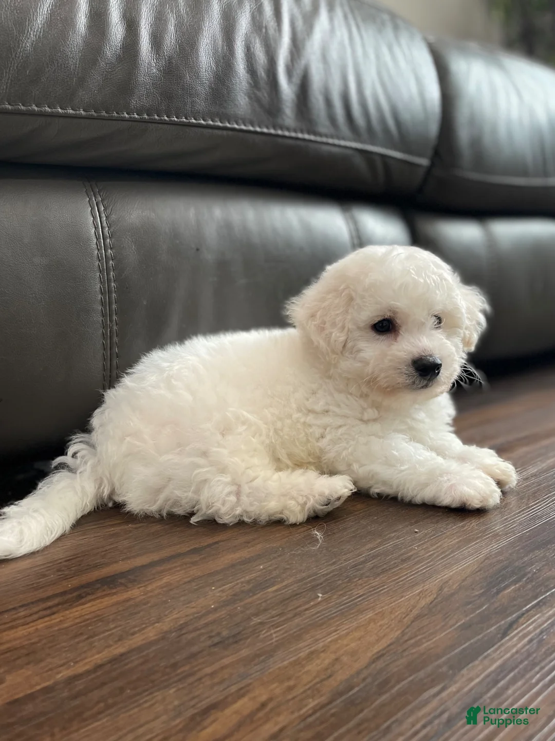 Bichon Frise dogs for sale: Bichon Frise Puppy 2 - Ad 7
