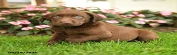 Labrador Retriever dogs for sale: Stella - Ad 2