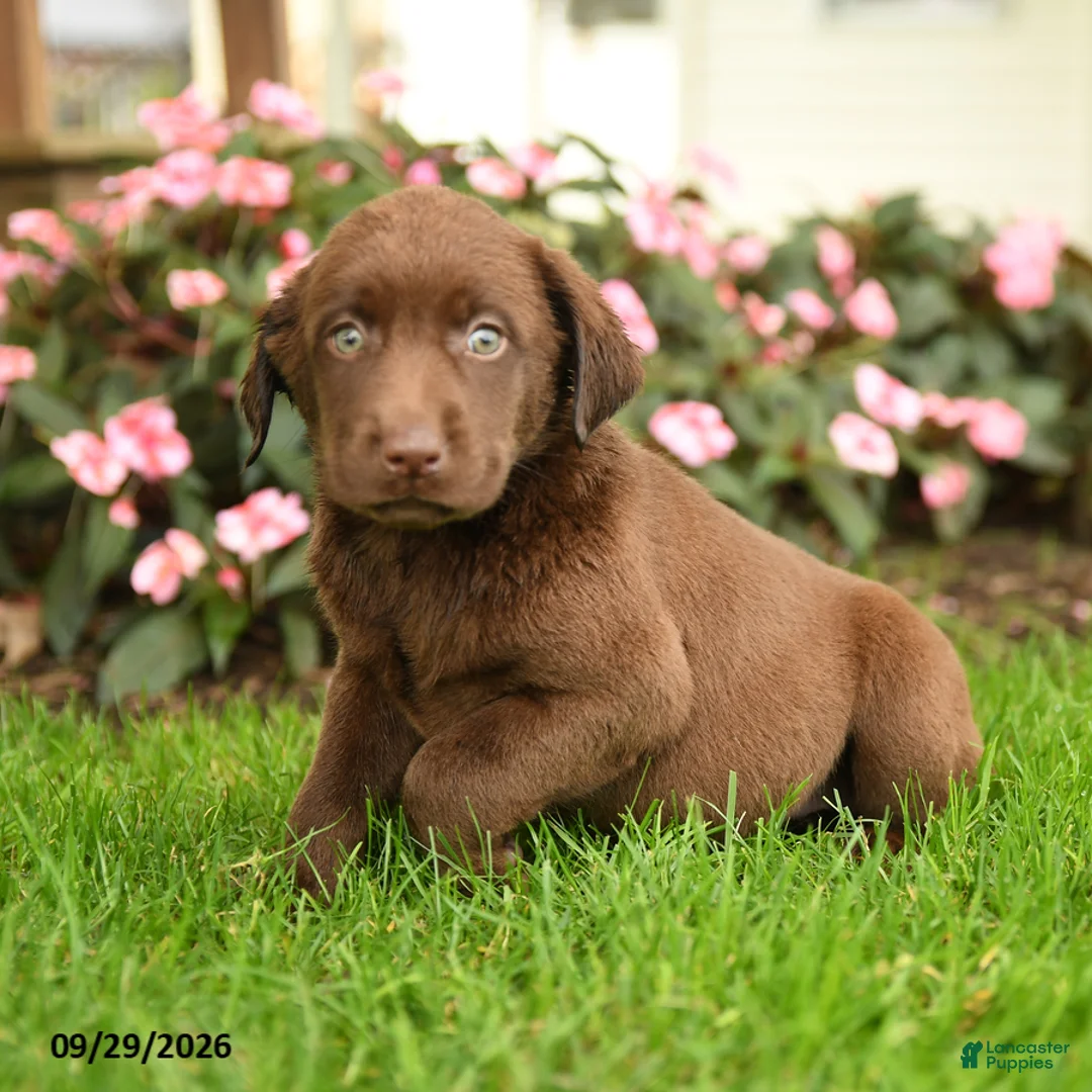 Labrador Retriever dogs for sale: Stella - Ad 2