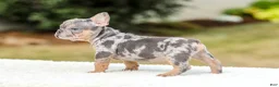 French Bulldog dogs for sale: Mason – Blue & Tan Merle - Ad 3