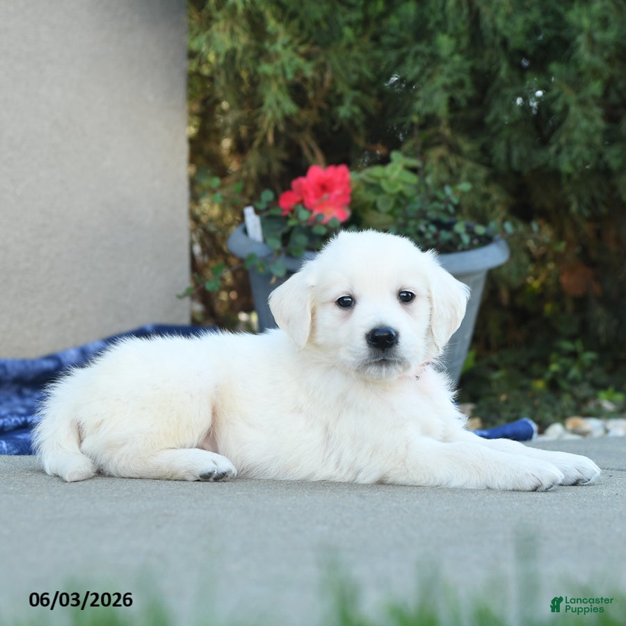 Golden Retriever dogs for sale: Floyd - Ad 3