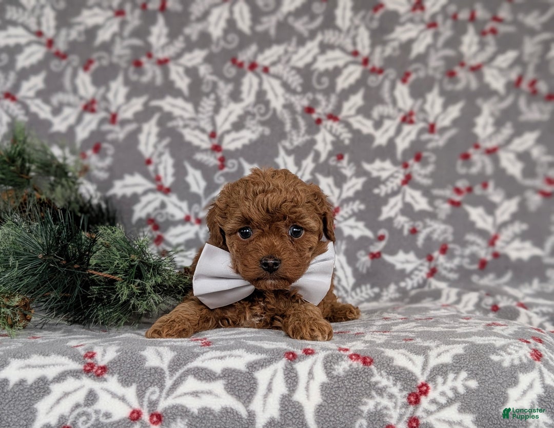 Toy Poodle dogs for sale: Bennet - Ad 5