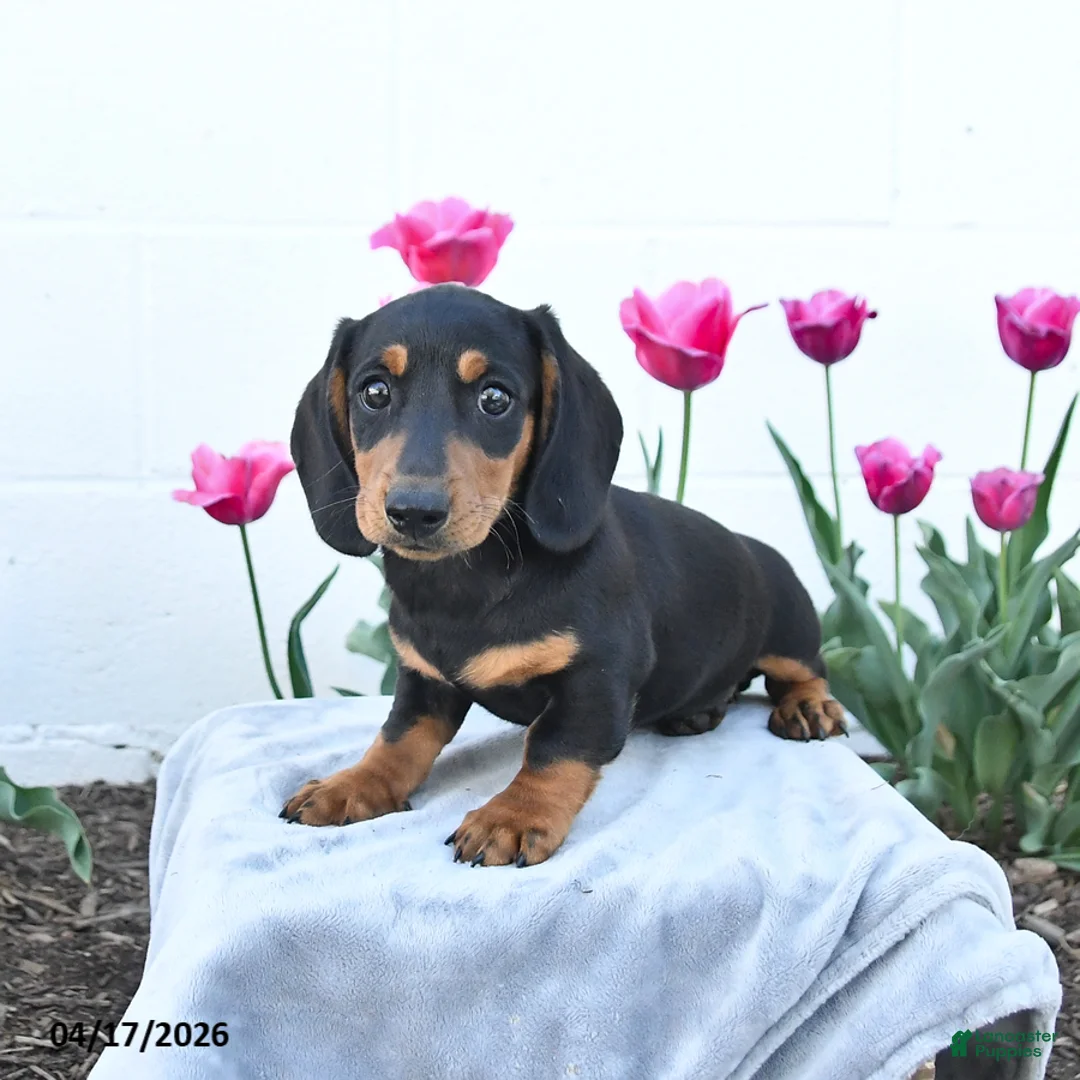 Miniature Dachshund dogs for sale: Winston - Ad 1
