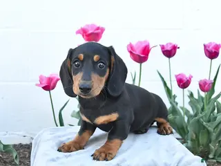 Miniature Dachshund dogs for sale: Winston - Ad 4