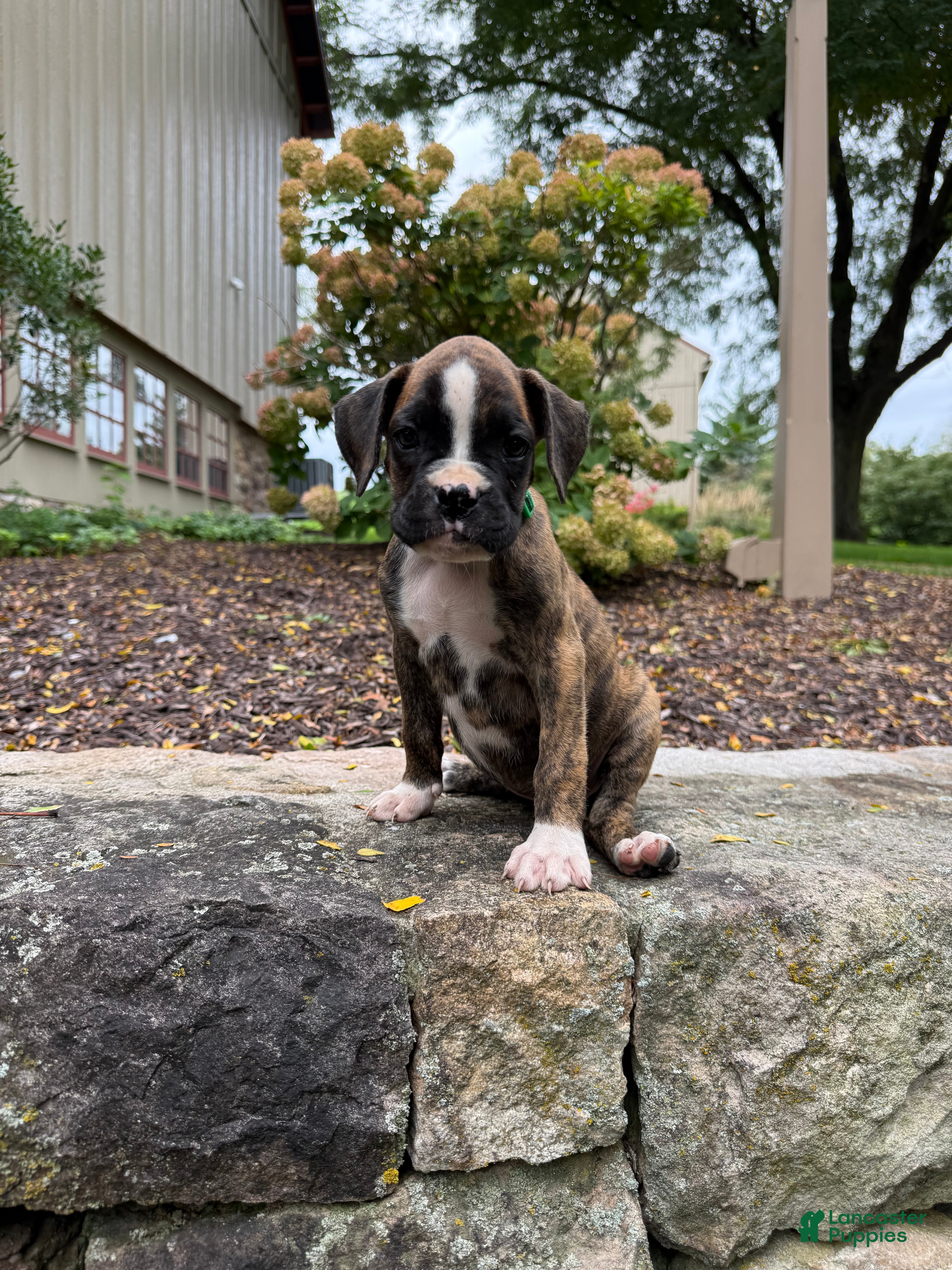 Boxer dogs for sale: Millie - Ad 4