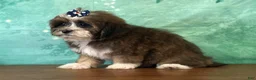Teddy Bear dogs for sale: Dixie - Ad 3