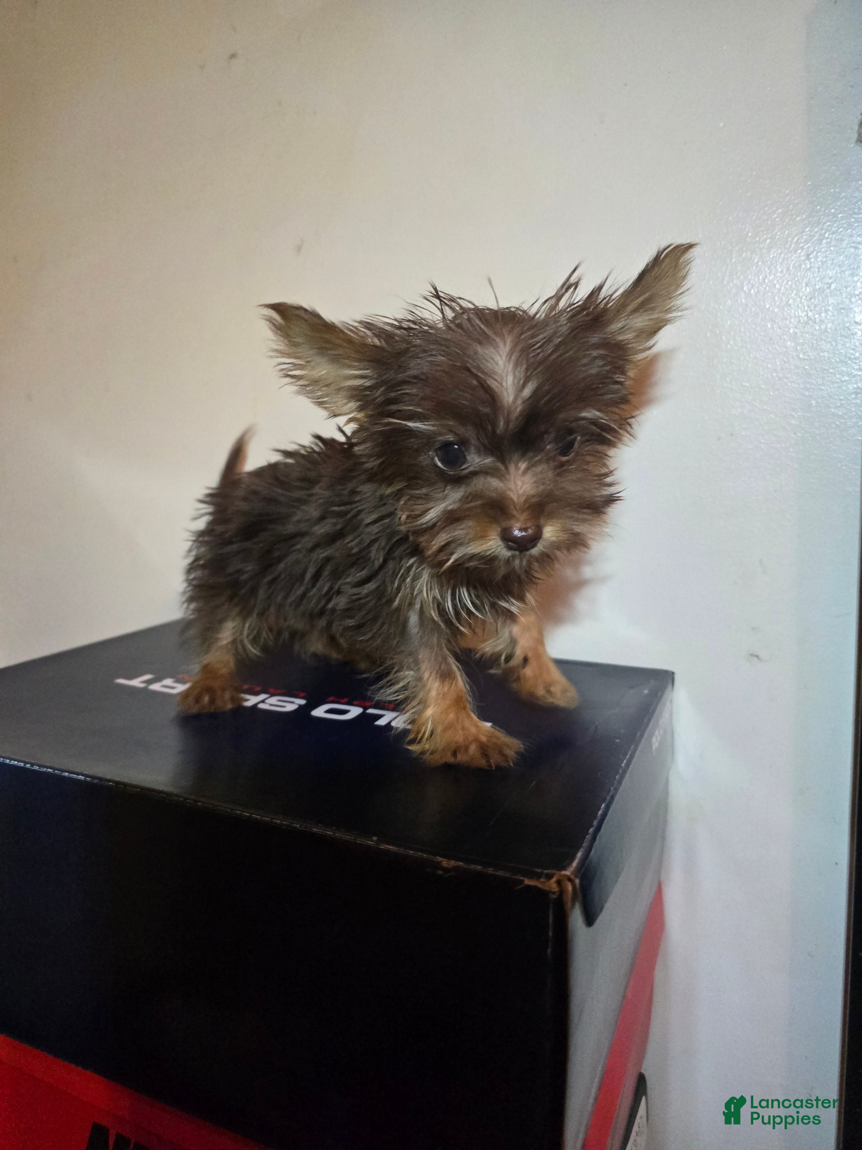 Yorkshire Terrier dogs for sale: Yorkshire Terrier 2 - Ad 3