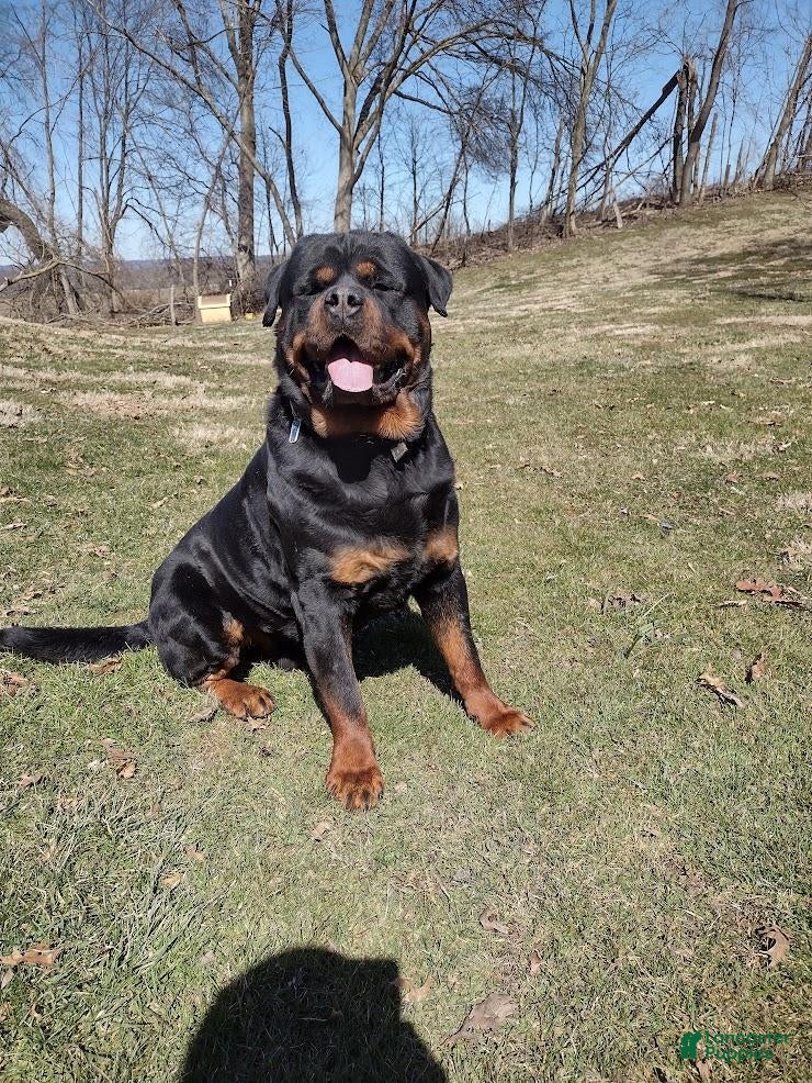 Rottweiler dogs Rocky - Ad 2