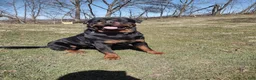 Rottweiler dogs for sale: Rocky - Ad 2