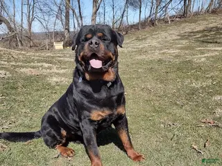 Rottweiler dogs Rocky - Ad 2