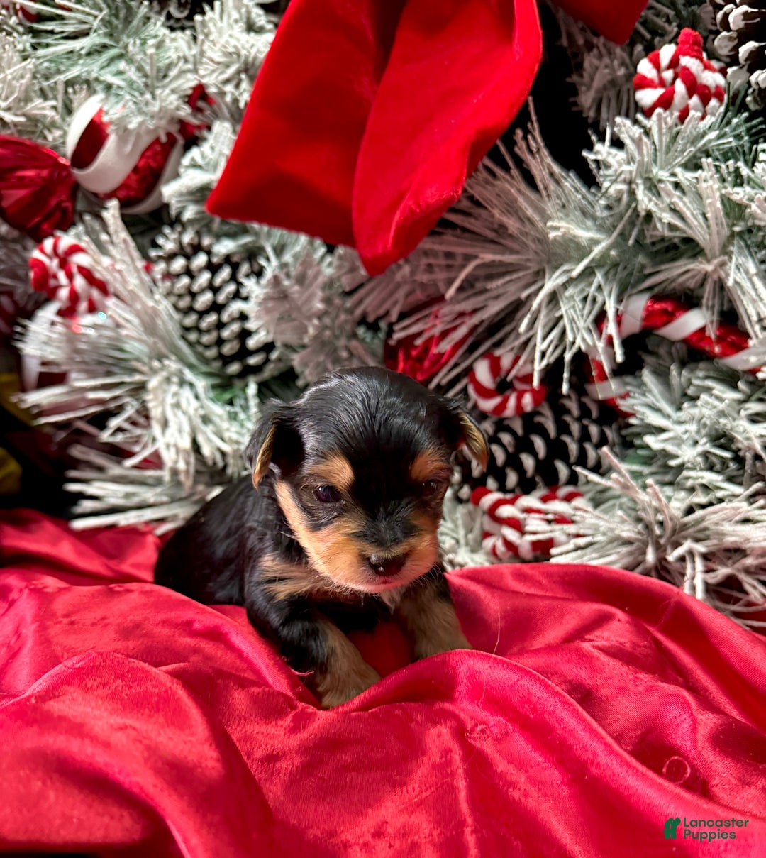 Yorkshire Terrier dogs for sale: Fettuccine  - Ad 2