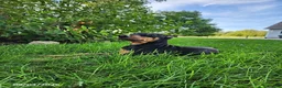 Doberman Pinscher dogs for sale: Kash - Ad 4