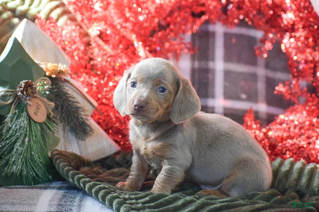 Dachshund dogs for sale: Frosty - Ad 8