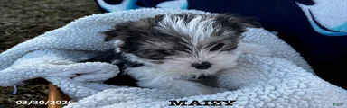 Maizy