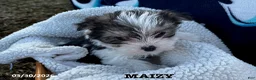Morkie dogs for sale: Maizy - Ad 1