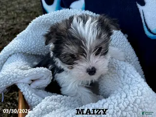 Morkie dogs for sale: Maizy - Ad 2