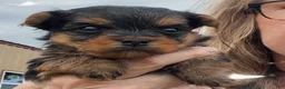 Yorkshire Terrier dogs for sale: Yorkshire Terrier 3 - Ad 2