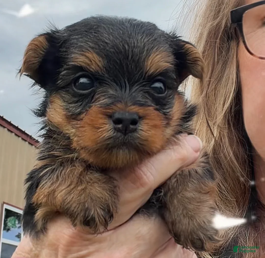 Yorkshire Terrier dogs for sale: Yorkshire Terrier 3 - Ad 2