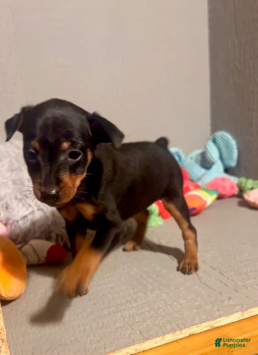 Miniature Pinscher dogs for sale: Jasper - Ad 3