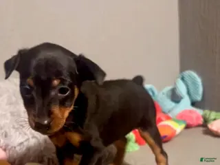 Miniature Pinscher dogs for sale: Jasper - Ad 3
