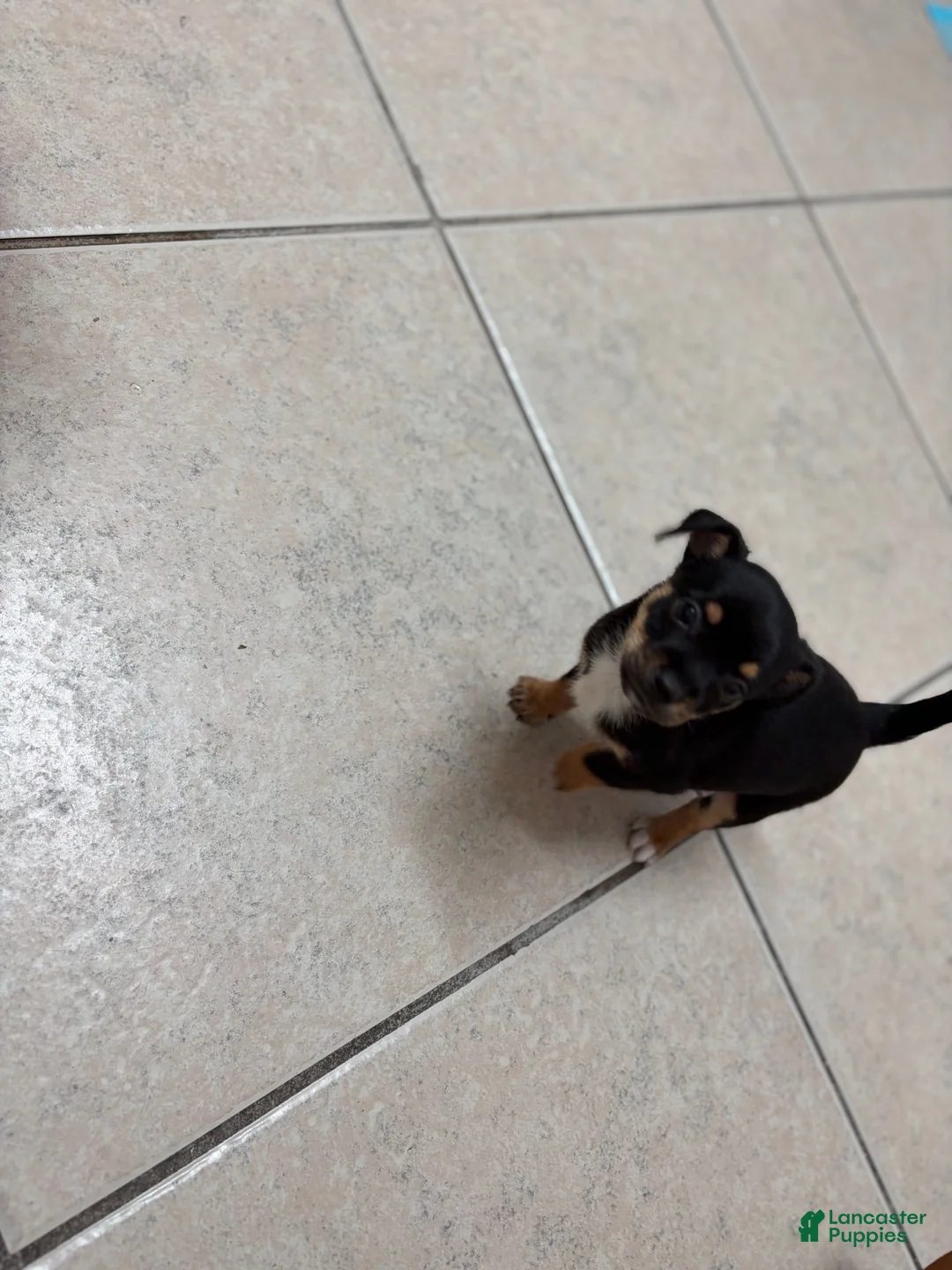 Mixed Breed dogs for sale: Mixed Breed 1 - Ad 2