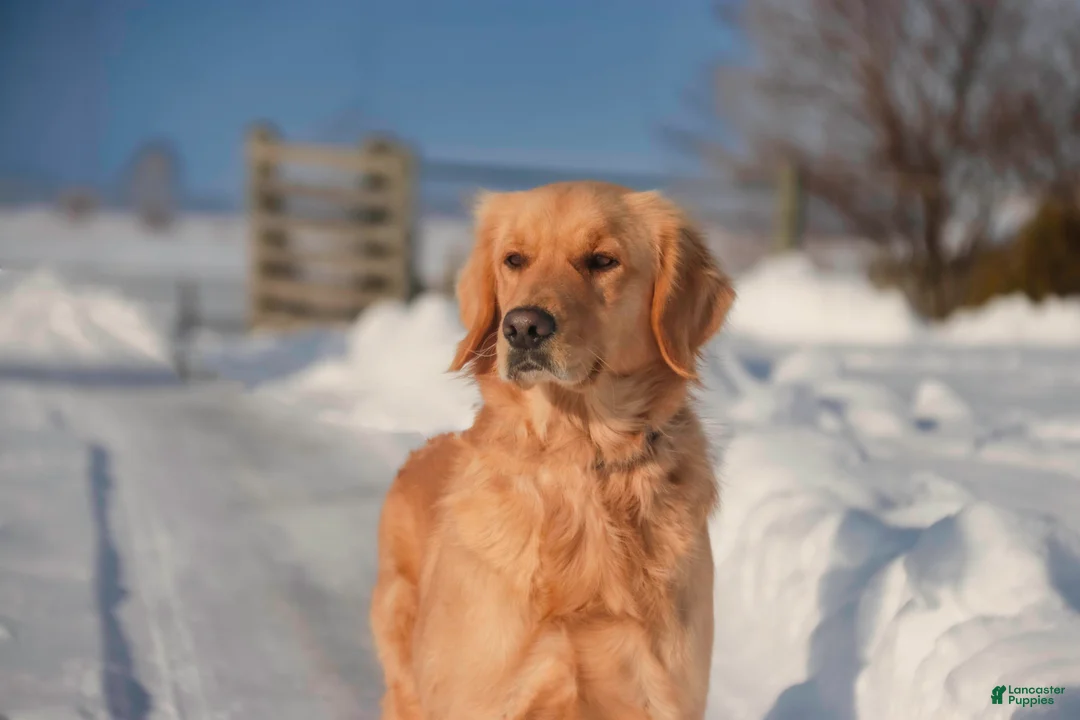 Golden Retriever dogs for sale: Golden Retriever Puppy 8 - Ad 2