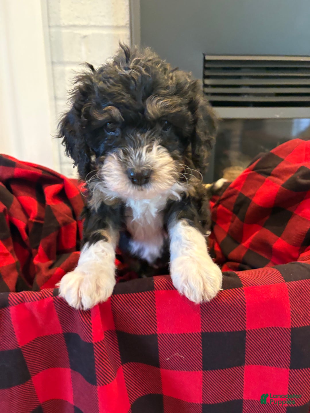 Mini Bernedoodle dogs for sale: Sophie - Ad 2