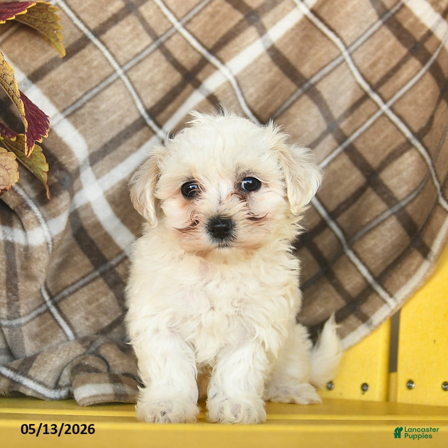 Maltipoo dogs Sky    - Ad 2
