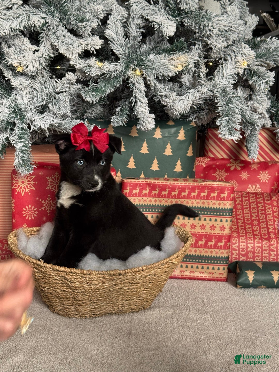 Pomsky dogs for sale: Peppermint - Ad 1