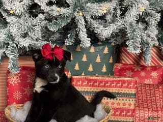 Pomsky dogs Peppermint - Ad 11