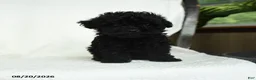 Toy Poodle dogs for sale: Donna - Ad 4
