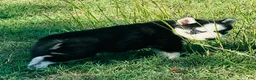 Siberian Husky dogs for sale: Sierra - Ad 10