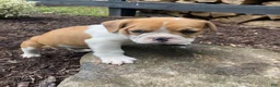 Mixed Breed dogs for sale: Hank - Ad 12