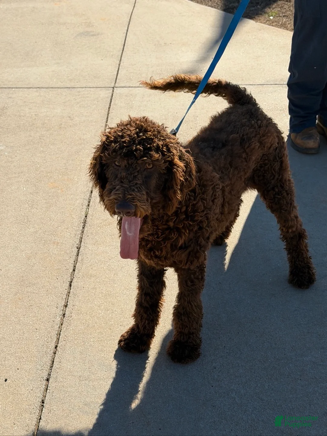 Labradoodle dogs for sale: Hershey - Ad 2