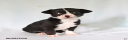 Chihuahua dogs for sale: Otis - Ad 1