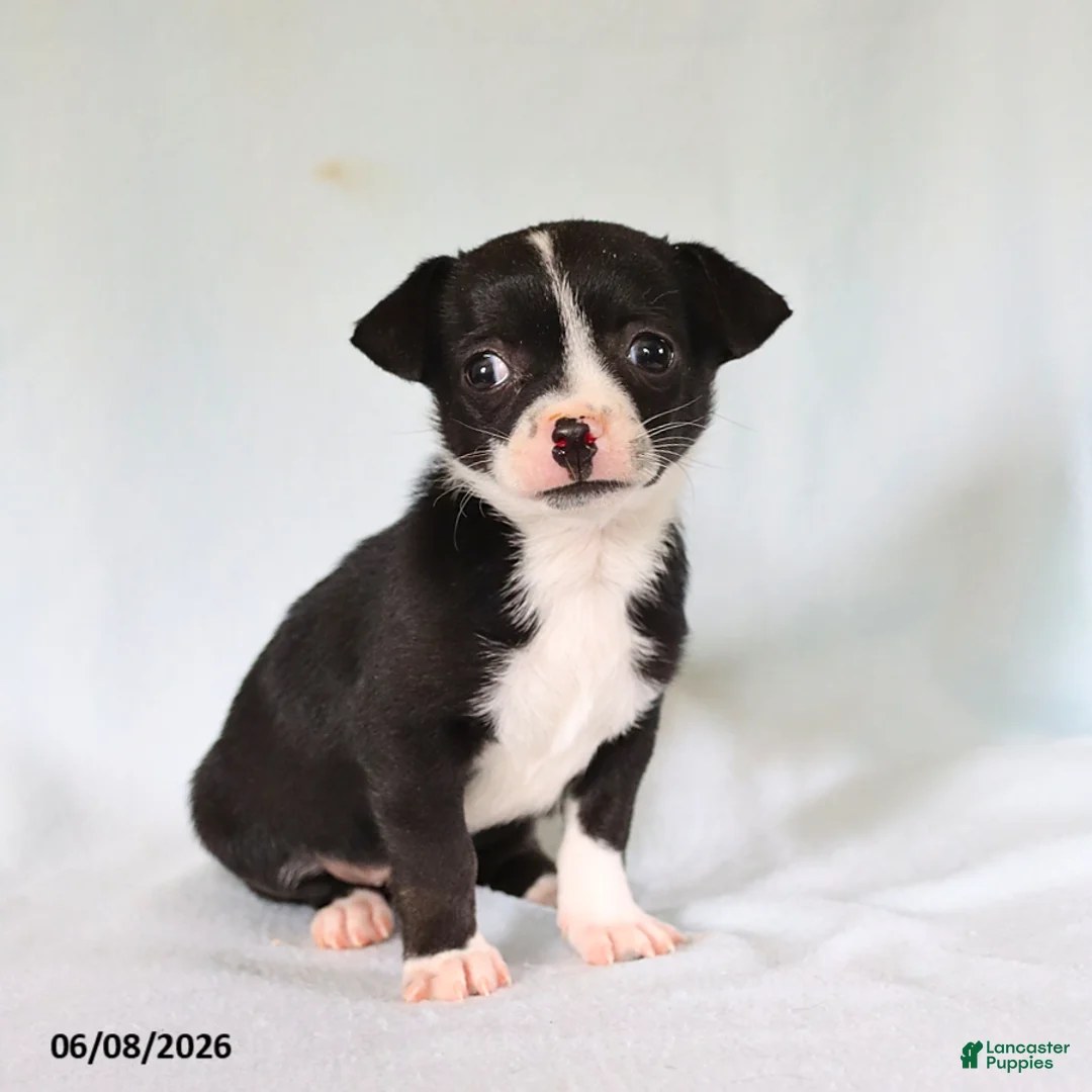 Chihuahua dogs for sale: Otis - Ad 1