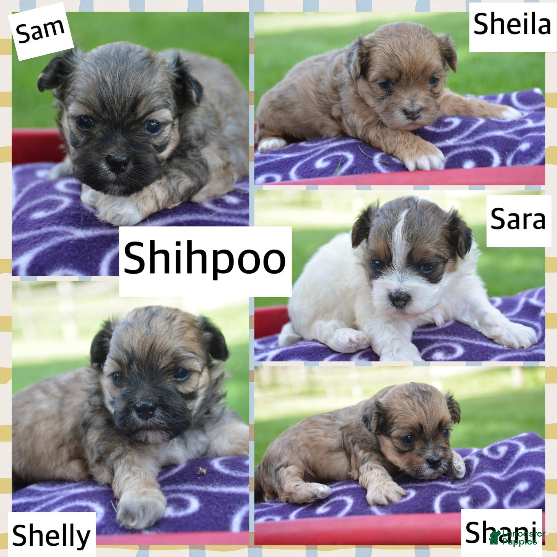 Shihpoo dogs Sara Shihpoo 4 - Ad 2