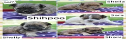 Shihpoo dogs for sale: Sara Shihpoo 4 - Ad 2